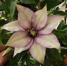 Check spelling or type a new query. Clematis Samaritan Jo Jpg