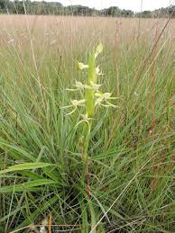 Image result for Centrostigma