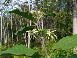 Image result for Solanum torvum