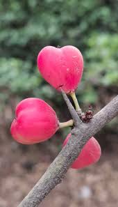 Image result for Gymnosporia buchananii