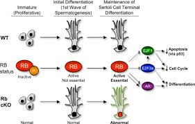 Check spelling or type a new query. Retinoblastoma Protein Plays Multiple Essential Roles In The Terminal Differentiation Of Sertoli Cells Abstract Europe Pmc