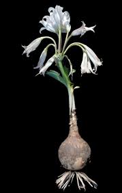 Image result for Crinum rautanenianum
