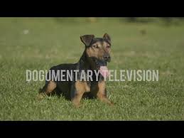 Image result for jagdteriér