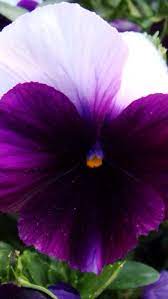 Is This A Petunia Or A Opps It Escapes Me I Ll Remember In A Minute Ok A Pansy I Do Think It S Pansy Pansies Plant Leaves Flowers