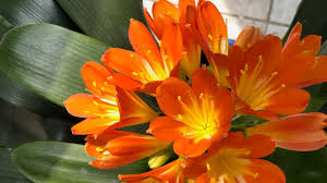 Image result for Clivia miniata