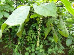 Image result for Allophylus