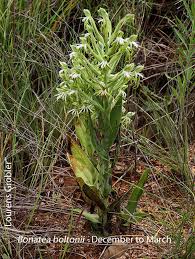 Image result for Bonatea antennifera