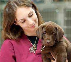 Fulfilling such a vital function has made earning a certification is a way of proving you have the necessary job skills required of a veterinary assistant. Veterinary Assistant Job Description All Allied Health Schools