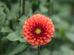Cut the flowers when the blooms are fully open and no green center is visible, as dahlias cut too soon will not open, notes the university of georgia extension. Dahlias Plant Care Growing Guide