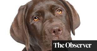 Labs In The Lab How Scientists Aim To Root Out Disease In Dogs Genetics The Guardian