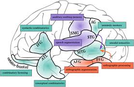 Start studying types of morphemes. How The Brain Composes Morphemes Into Meaning Philosophical Transactions Of The Royal Society B Biological Sciences