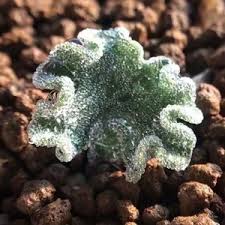 Image result for Eriospermum