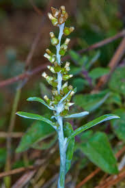 Image result for Gnaphalium polycaulon