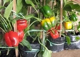 Cara Mudah Menanam Cabai Paprika Dalam Pot Menanam Cabai Sayuran
