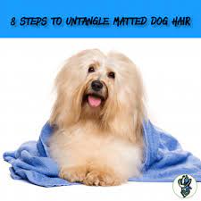 How to cut matted dog hair like a pro | animal authority. 8 Steps To Untangle Matted Dog Hair With Cowboy Magic Cowboy Magic