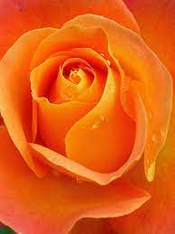 Rose, orange rose, orange rose wallpaper (photos, pictures). Download Bloom Raindrops Apricot Rose Flower Orange For Free Orange Roses Flowers Orange Aesthetic