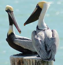 Sea Bird With Big Mouth Pelican Pair Pet Birds Beautiful Birds Sea Birds