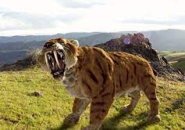 We've found 954 lovely twinkl resources for sabre tooth tiger. Mr Nussbaum Sabertooth Tiger Reading Comprehension