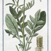 Image result for Rytigynia macrura