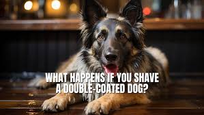 Grooming - Asca