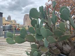 Cacti from desert areas are plump and spiny while cacti that originally these plants often feature thick, fleshy leaves that store water, and are constructed in such a way that they expose the least amount of surface to. Here S Why Some San Antonio Area Cacti Have Spikes And Others Don T