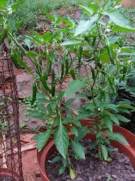 My Thai Chillies Are Chilling Gardening Garden Diy Home Flowers Roses Nature Landscaping Horticulture Chilli Plant Chilli Plant Care Plants