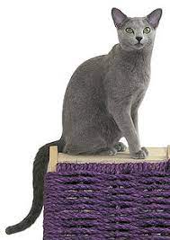 The russian blue cat breed is named for their iconic blue coat, which is short, thick, and plush. Russian Blue Wikipedia