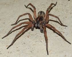 Black And White Jumping Spider Texas Spiders The Reason I Skip Over Pages In Books Take Super Quick Showers And Why I Can T Watch Harry Potter Spiders Scary Spider Bugs And Insects