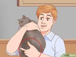 5 Ways To Hold A Cat Wikihow Pet