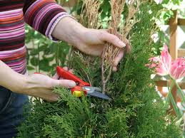 Image result for kabatina thujae