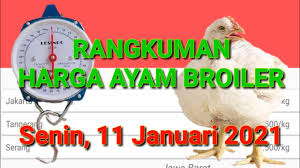 Sebagai perbandingan, harga daging ayam lokal di jawa tengah berkisar rp. Harga Ayam Broiler Hari Ini Senin 11 Januari 2021 Youtube