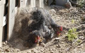 Get all of your birds out of the coop, and remove anything that will move. How To Identify Treat Chicken Mites Know Your Chickens
