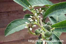 Image result for Raphionacme madiensis