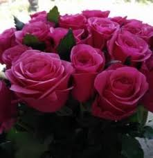  Long Stemmed Roses Pink Bunga Mawar Warna
