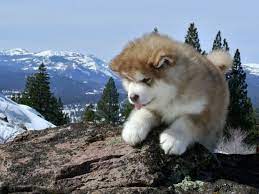 Breeders of merit are denoted by level in ascending order of: Alaskan Malamute Puppies Snowlion Alaskan Malamutes Alaskan Malamute Breeders California Nev Malamute Puppies Alaskan Malamute Puppies Alaskan Malamute