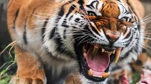 10 En Guclu Isiran Hayvan Kaplan 2020 Hayvan Bengal Kaplani Hayvan Haklari