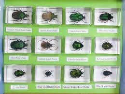 12 Rose Chafer Beetle Collection Set Brown Rose Green Rose Rose