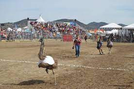 University transit service (uts) at the university of virginia's department of parking and transportation is seeking reliable transit bus drivers. Camel Racing In Virginia City Nevada