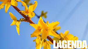 Fiori a grappoli gialli verdognoli : Il Maggiociondolo E Una Pianta Molto Velenosa L Agenda News