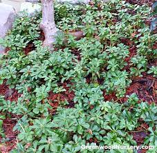 Buy ground cover plants and shrubs online with delivery right to your door. 11 Best Plants For Covering Slopes And Hillsides Greenwood Nursery