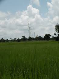 Image result for Oryza longistaminata