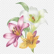 Mewarnai gambar bunga bakung lily versi kartun contoh. Bunga Lili Berwarna Bunga Bakung Bunga Png Pngegg