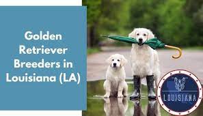 Check spelling or type a new query. 31 Golden Retriever Breeders In Louisiana La Golden Retriever Puppies For Sale Animalfate