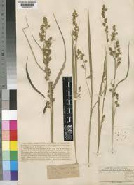 Image result for Carex echinochloe