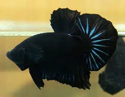 đức Anh Betta Plakat Super Black Dragon Sp105