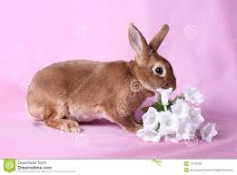 Small Decorative Rabbit Rabbit Stock Photos Royalty Free Stock Photos