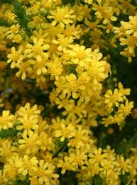 Image result for Euryops virgineus