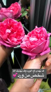 pin by فاطمة النقبي on all pictures from my diary in snapchat rose flowers plants