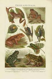 Antique Print Frogs And Toads Chart 1907 Beautiful Wall