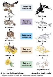 Information On Aquatic Ecosystems Ehow Food Chain Homeschool Life Science Science Biology